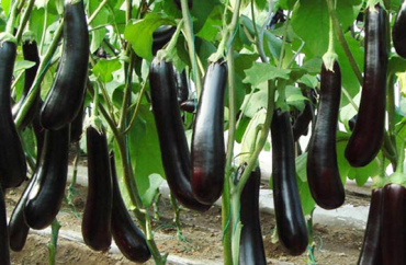 Quy Trình Trồng Cà Tím Sạch Đơn Giản Thu Hoạch Chỉ Sau 2 Tháng